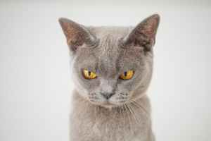 closeup photo of gray cat