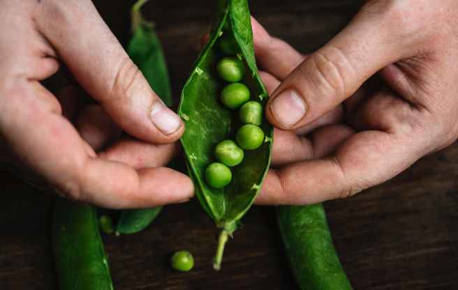 person holding oval green vegetable with beans